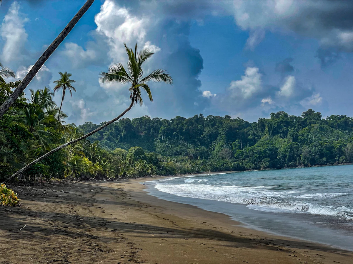 Quiet palm-lined beach at Drake Bay, Costa Rica